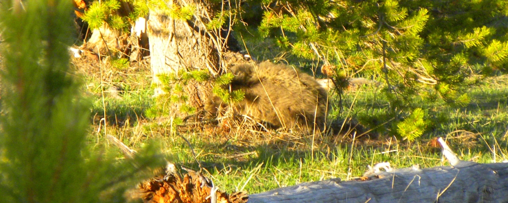 The CarnivoreThe Brown Bear