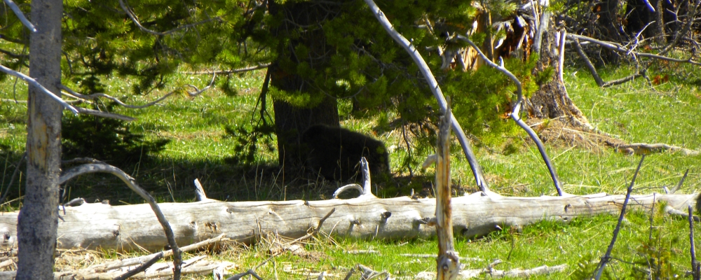 The CarnivoreThe Brown Bear