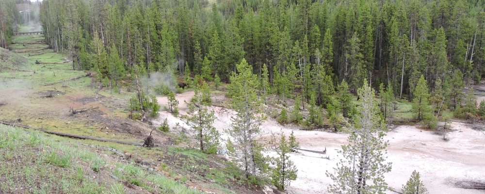 The CarnivoreThe Ursidea