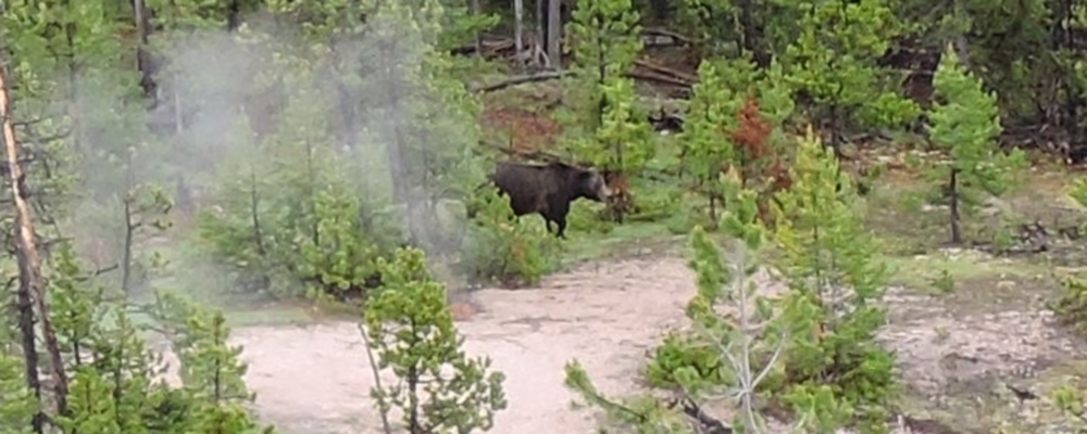 The CarnivoreThe Ursidea