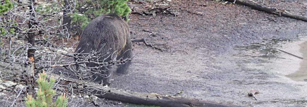 The CarnivoreThe Ursidea