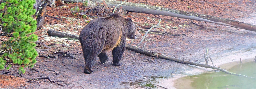 The CarnivoreThe Ursidea