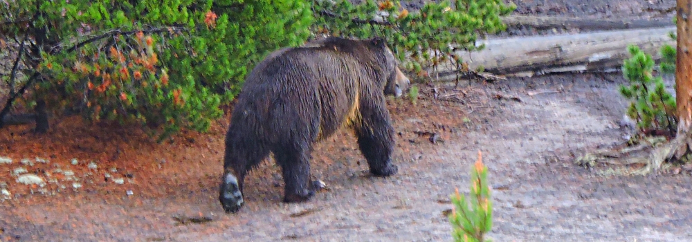 The CarnivoreThe Ursidea