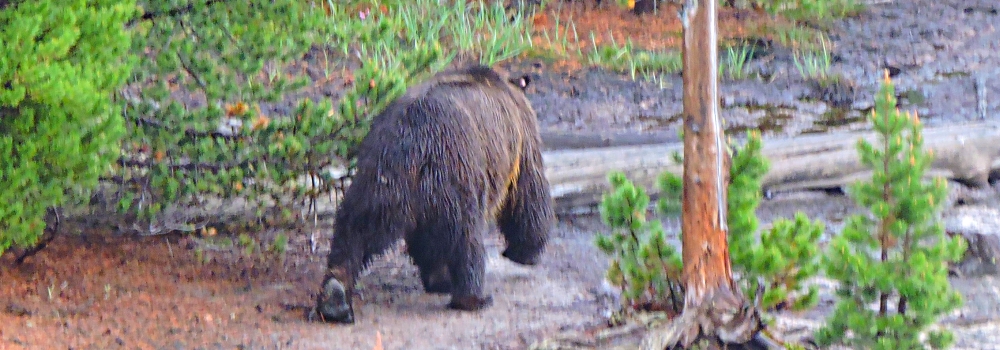 The CarnivoreThe Ursidea