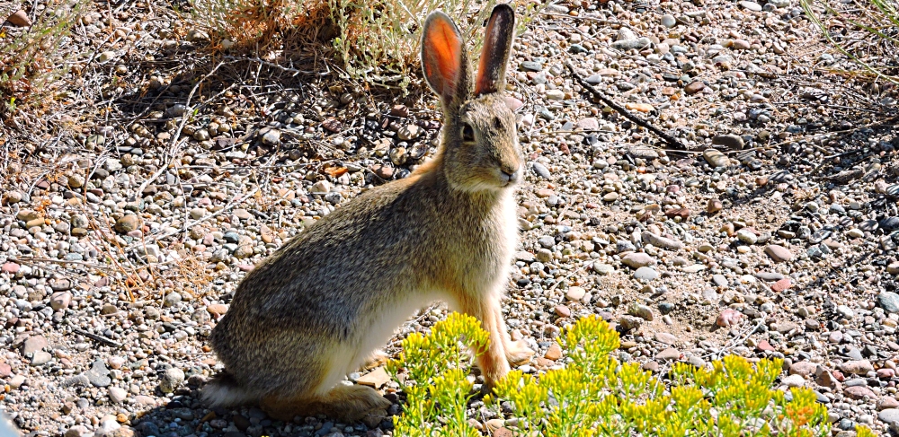 The MammalsThe Pygmy Rabbit
