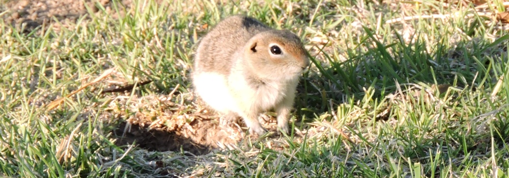 Farewell Bend State ParkCatfish Loop Animals