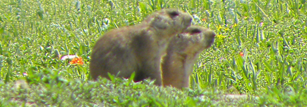 The Rodentia: Sciuridae FamilyThe Prairie Dog