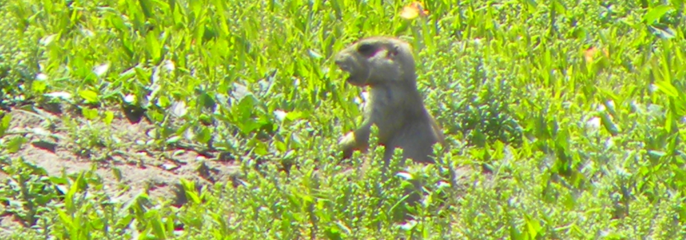 The Rodentia: Sciuridae FamilyThe Prairie Dog