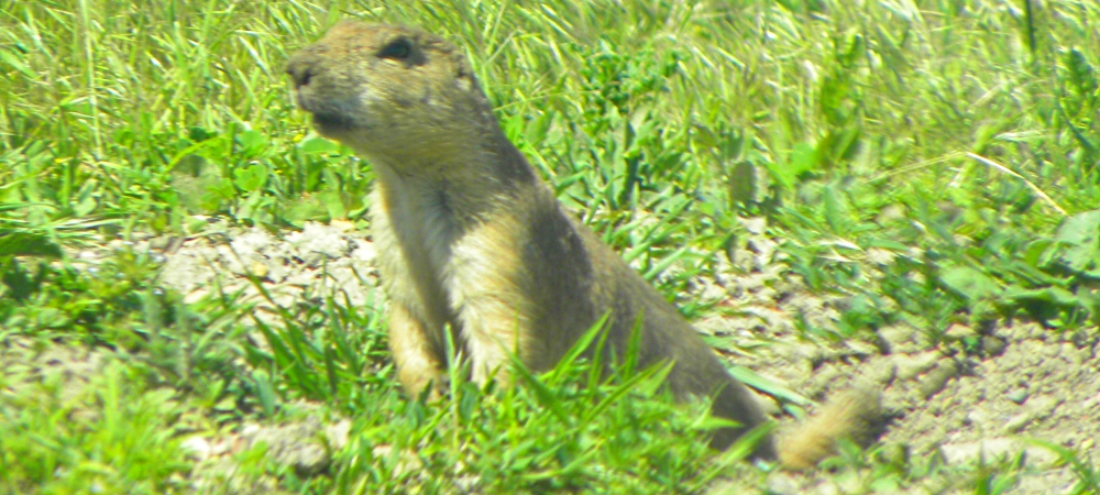 The Rodentia: Sciuridae FamilyThe Prairie Dog