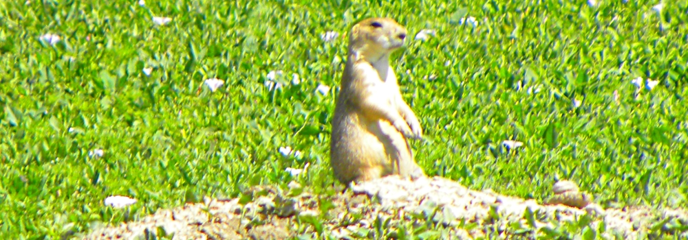 The Rodentia: Sciuridae FamilyThe Prairie Dog
