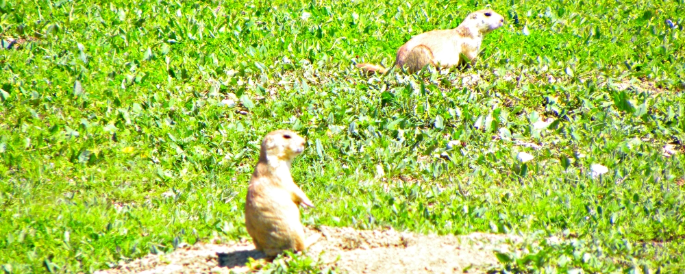 The Rodentia: Sciuridae FamilyThe Prairie Dog