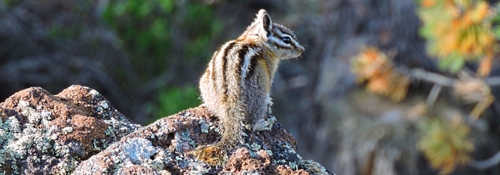 The Mammals: The OOOThe Sciuridae: The Chipmunk