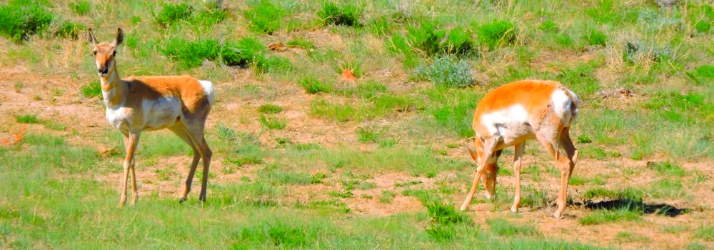The PronghornsTwo Young