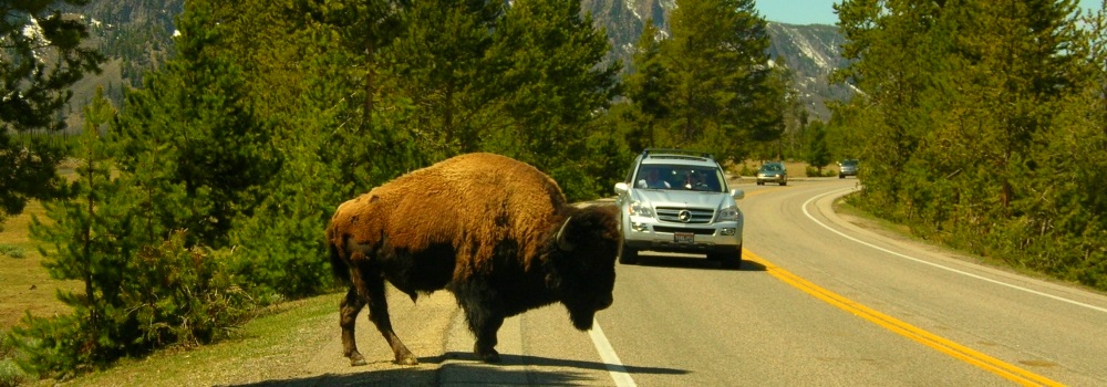 The BovidsThe American Bison