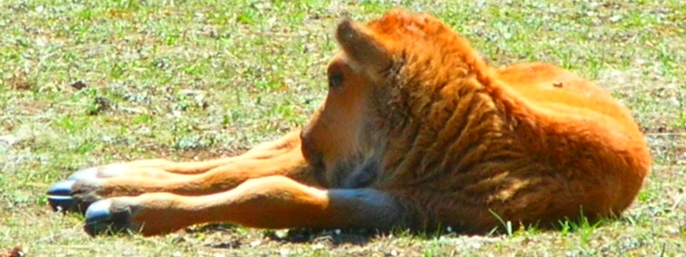 The BovidsThe American Bison