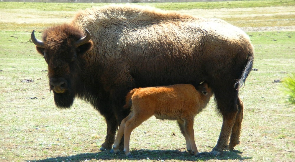 The BovidsThe American Bison