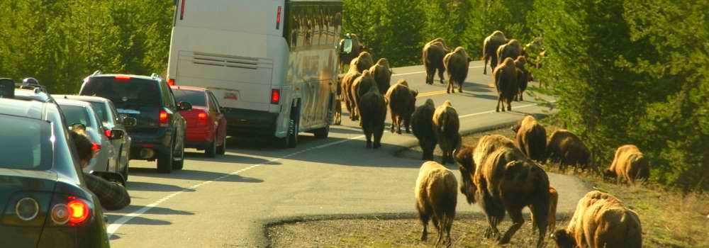 The BovidsThe American Bison