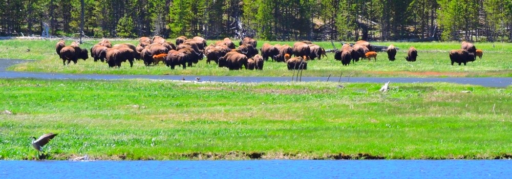 The Bovidsof North America