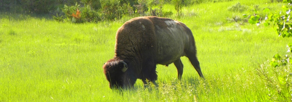 Roosevelt National ParkSolitary Bison