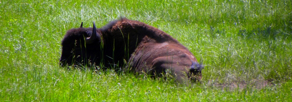 The BovidsThe American Bison