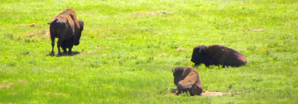 The BovidsThe American Bison