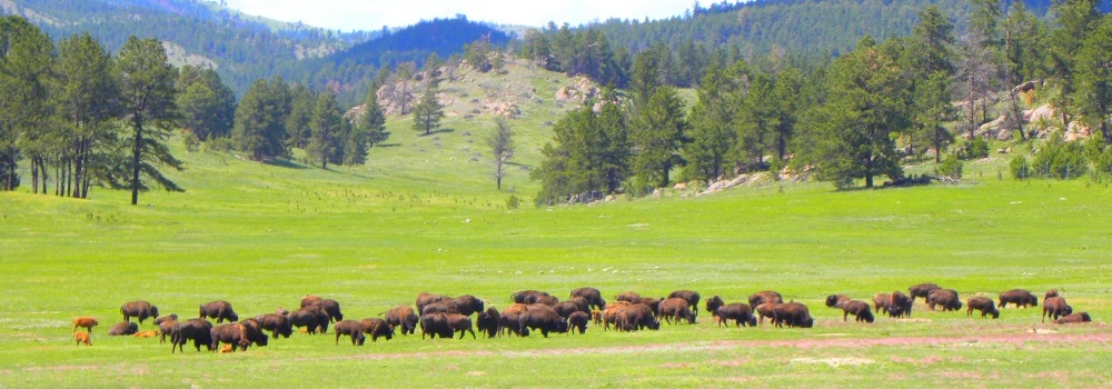 The BovidsThe American Bison
