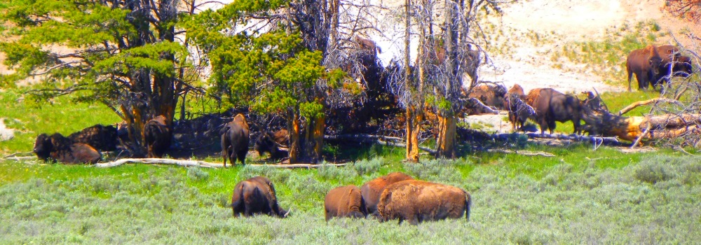 The BovidsThe American Bison