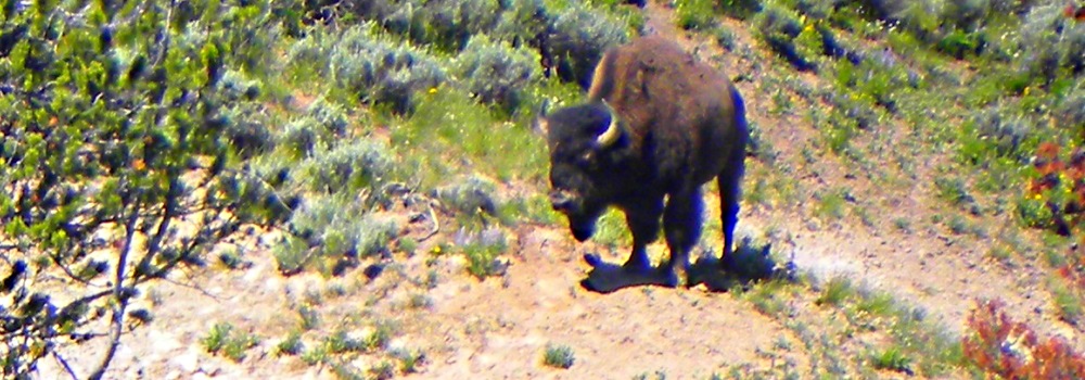 The BovidsThe American Bison