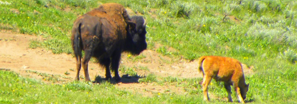 The BovidsThe American Bison