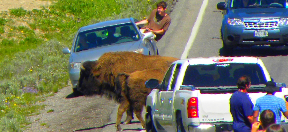 The BovidsThe American Bison