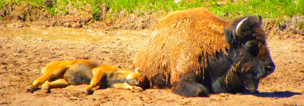 The BovidsThe American Bison