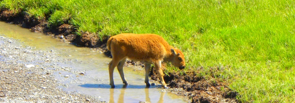The BovidsThe American Bison