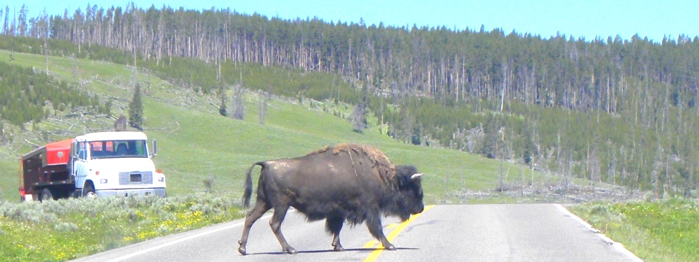 The BovidsThe American Bison