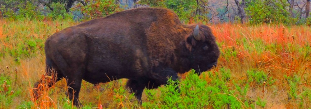 Buffalo at Wichita MountainsWR, Indiahoma, Oklahoma
