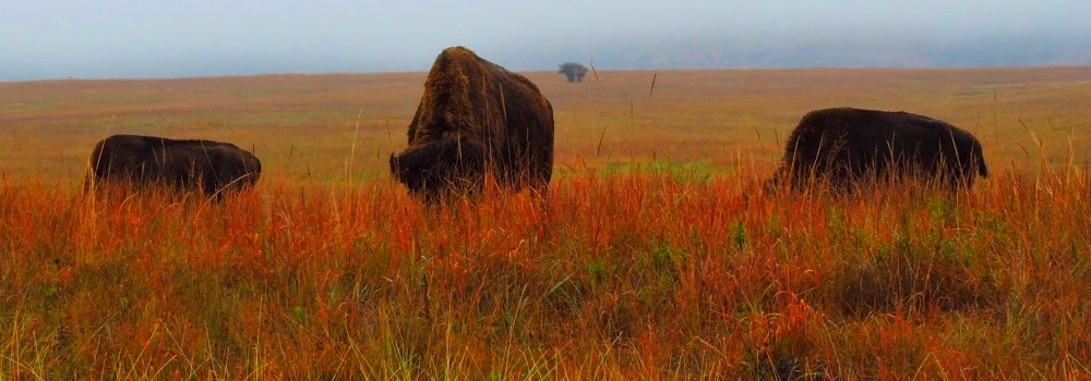 Buffalo at Wichita MountainsWR, Indiahoma, Oklahoma