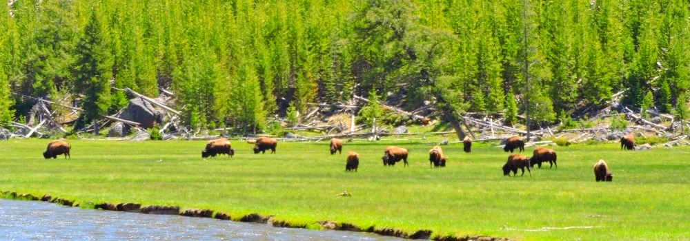 The BovidsThe American Bison