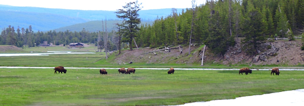The BovidsThe American Bison