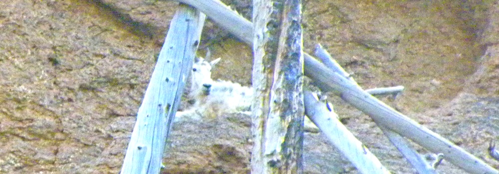 Mountain Goatin Yellowstone