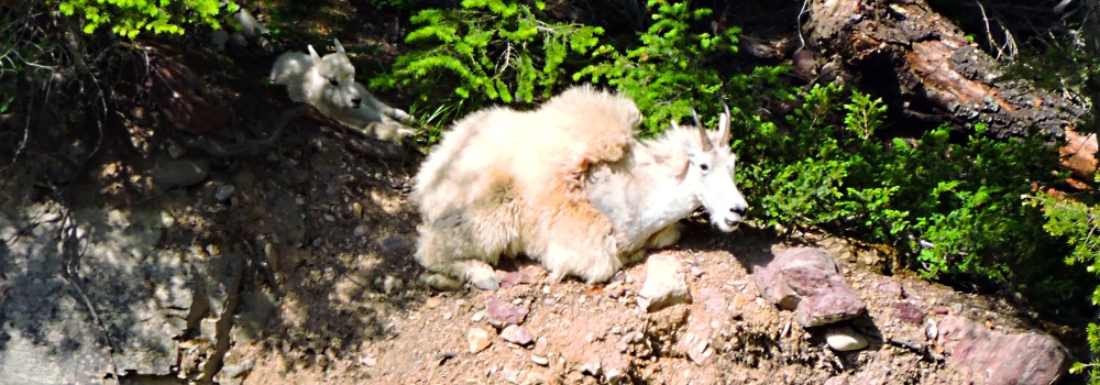 Mountain Goatsin Glacier NP