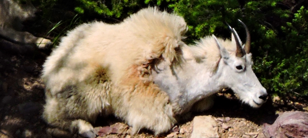 Mountain Goatsin Glacier NP
