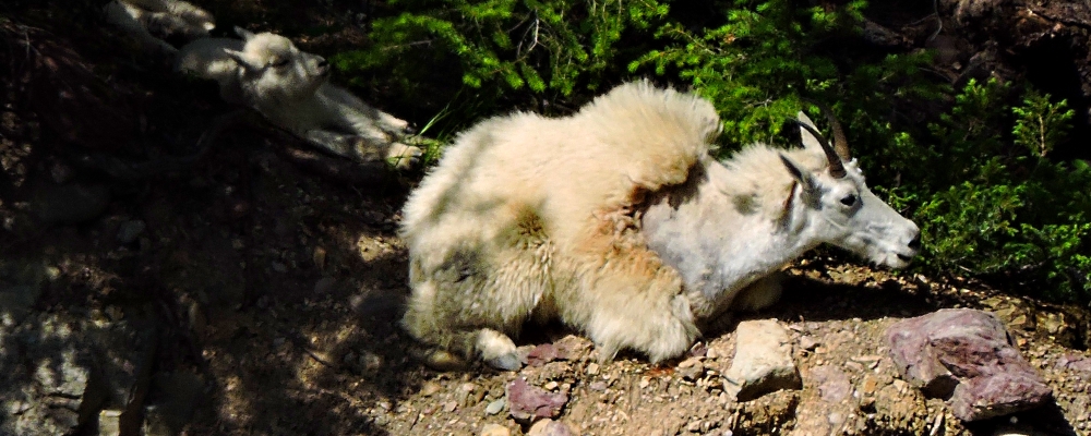 Mountain Goatsin Glacier NP