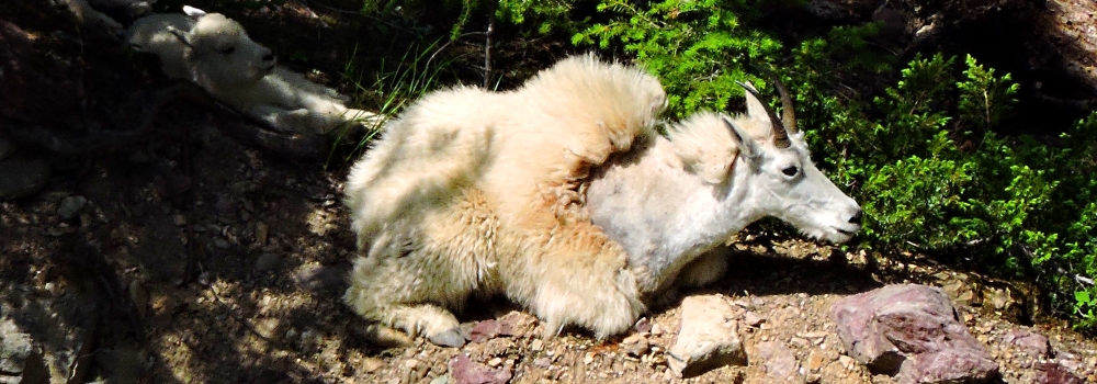 Mountain Goatsin Glacier NP