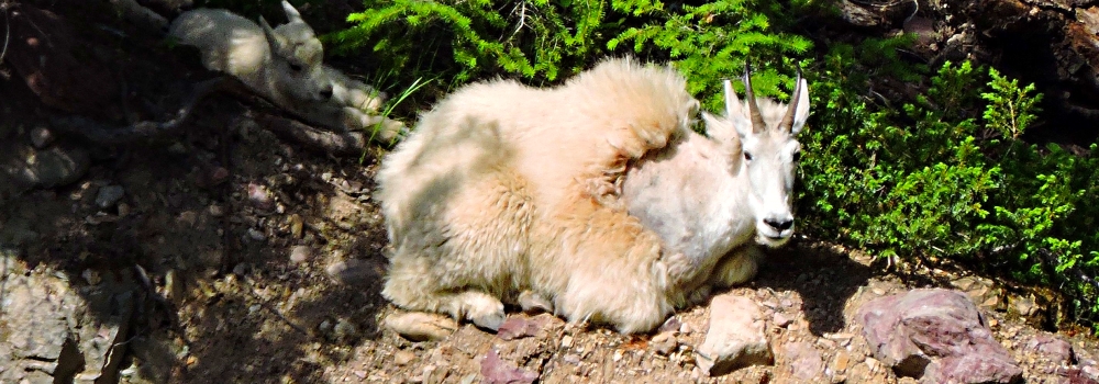 Mountain Goatsin Glacier NP