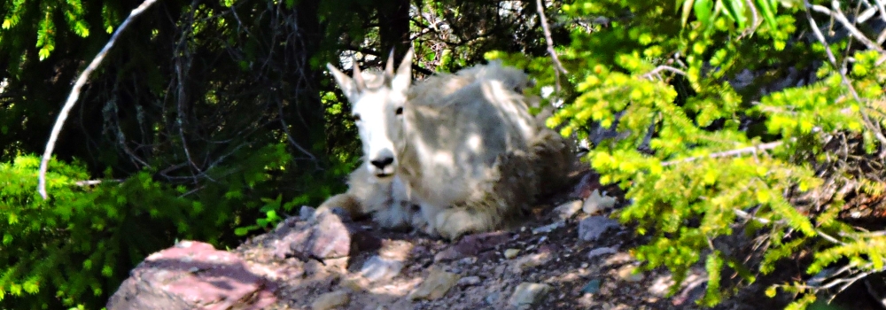 Mountain Goatsin Glacier NP