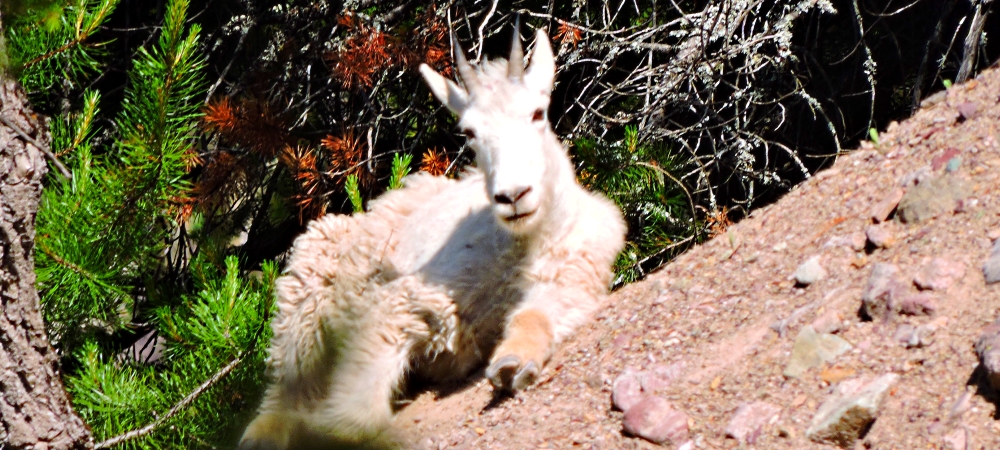 Mountain Goatsin Glacier NP