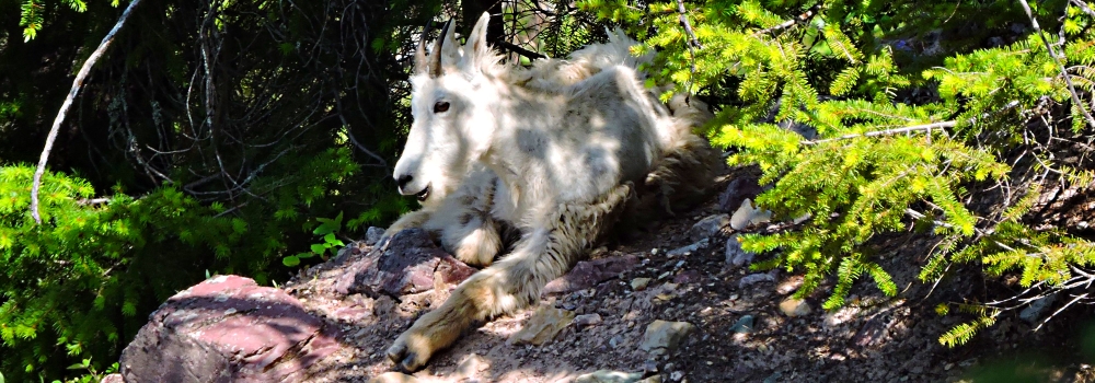 Mountain Goatsin Glacier NP