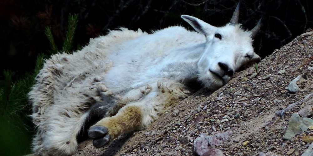 Mountain Goatsin Glacier NP