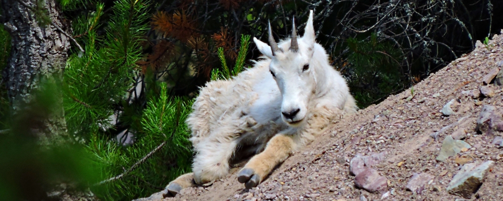 Mountain Goatsin Glacier NP