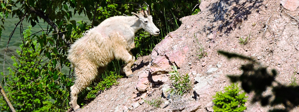 Mountain Goatsin Glacier NP