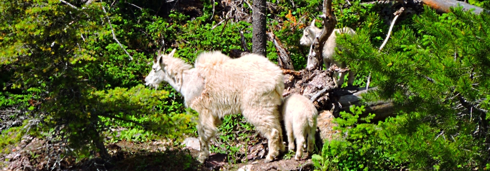 Mountain Goatsin Glacier NP